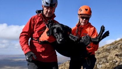 Dog rescued from mountain after eating suspected discarded cannabis