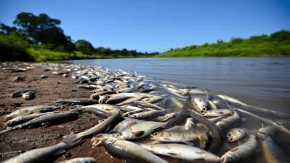 Investigation launched after more than 4,500 fish found dead in Co. Cavan river
