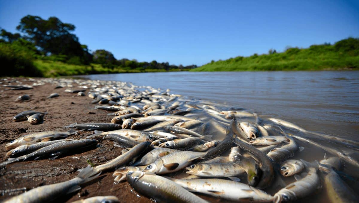 Investigation launched after more than 4,500 fish found dead in Co. Cavan river