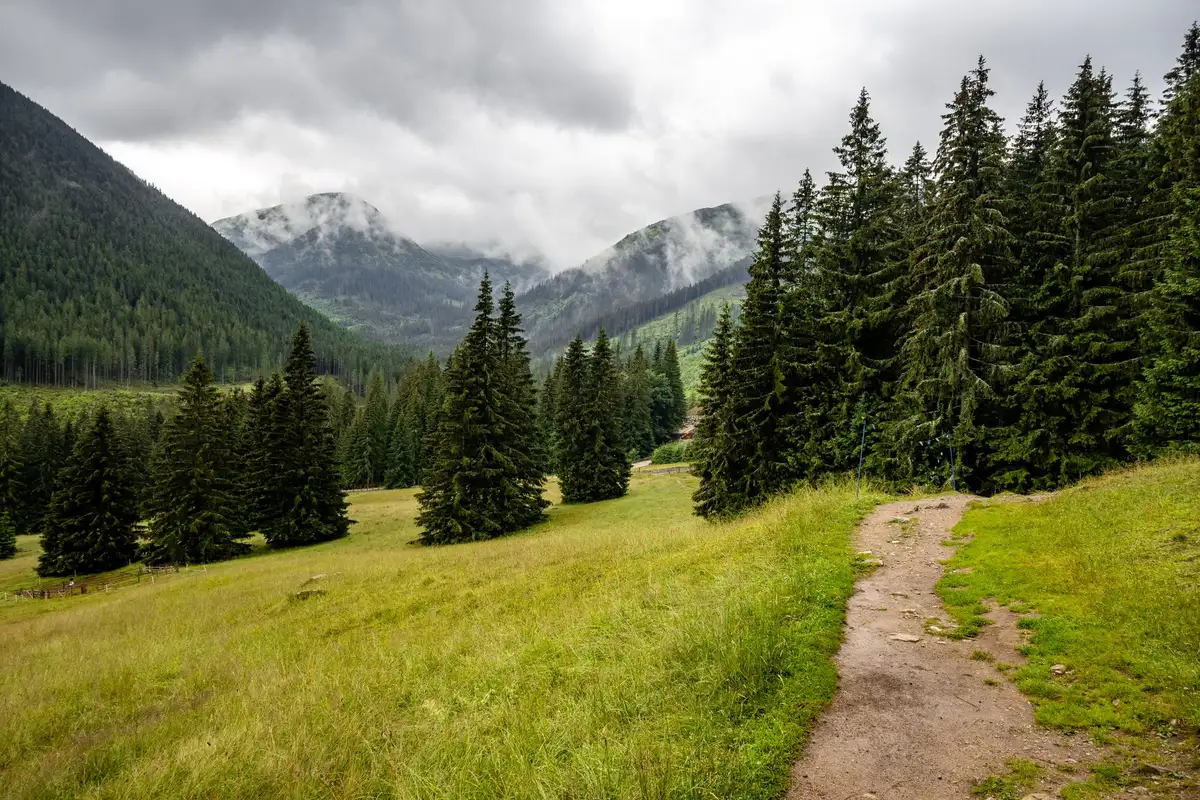 A waymarked forest trail climbing through woodland toward upland terrain