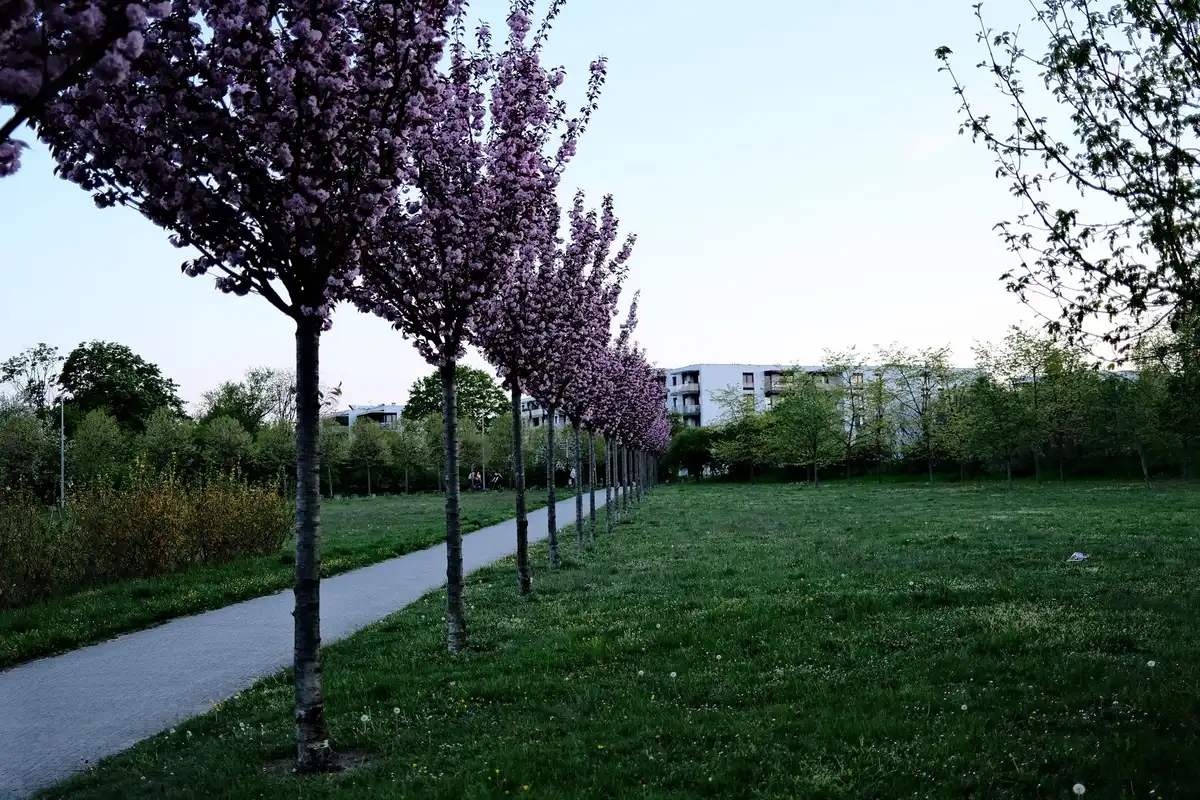 Park avenue lined with pale pink cherry blossoms in evening light