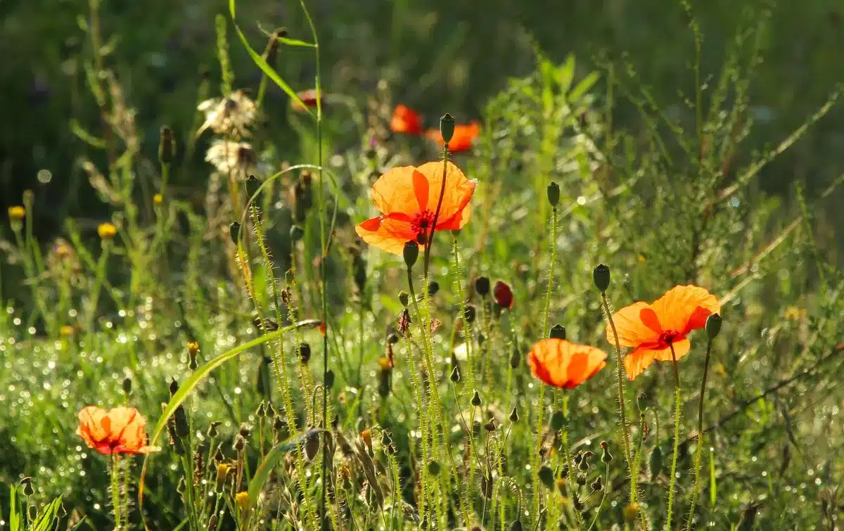Vivid orange poppies covering hillside in bright sunlight