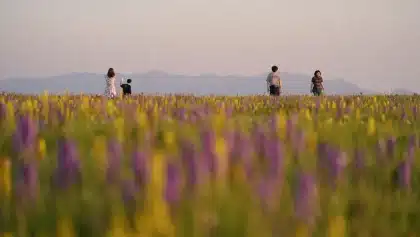 Five top wildflower spots to visit this spring and summer