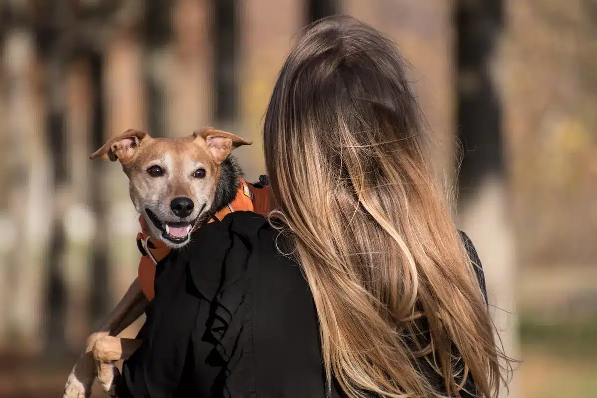 A dog wearing a seatbelt-compatible harness secured safely in a car seat during travel.