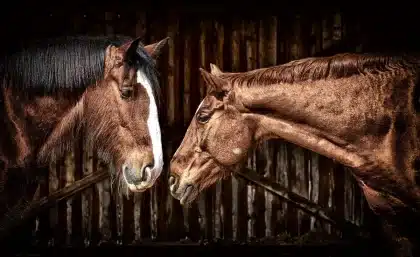 Silhouette of grooms and a horse in a stable yard at dawn, damp ground and tack visible
