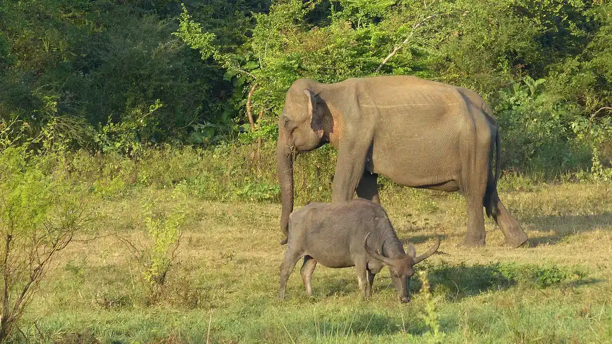 Family of wild elephants moving along red-dirt tracks in Sri Lanka