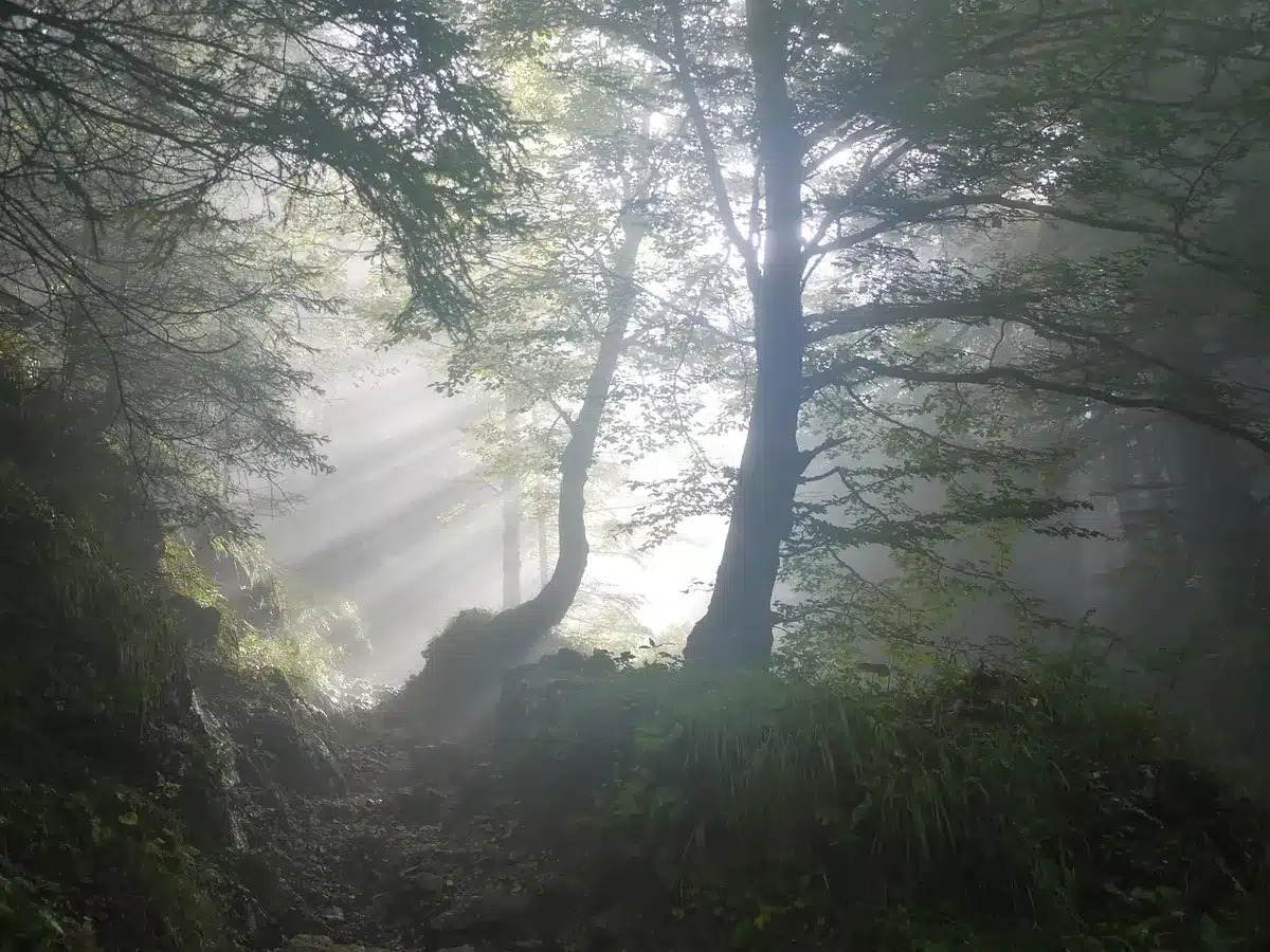 Misty beech and oak woodland trail at dusk