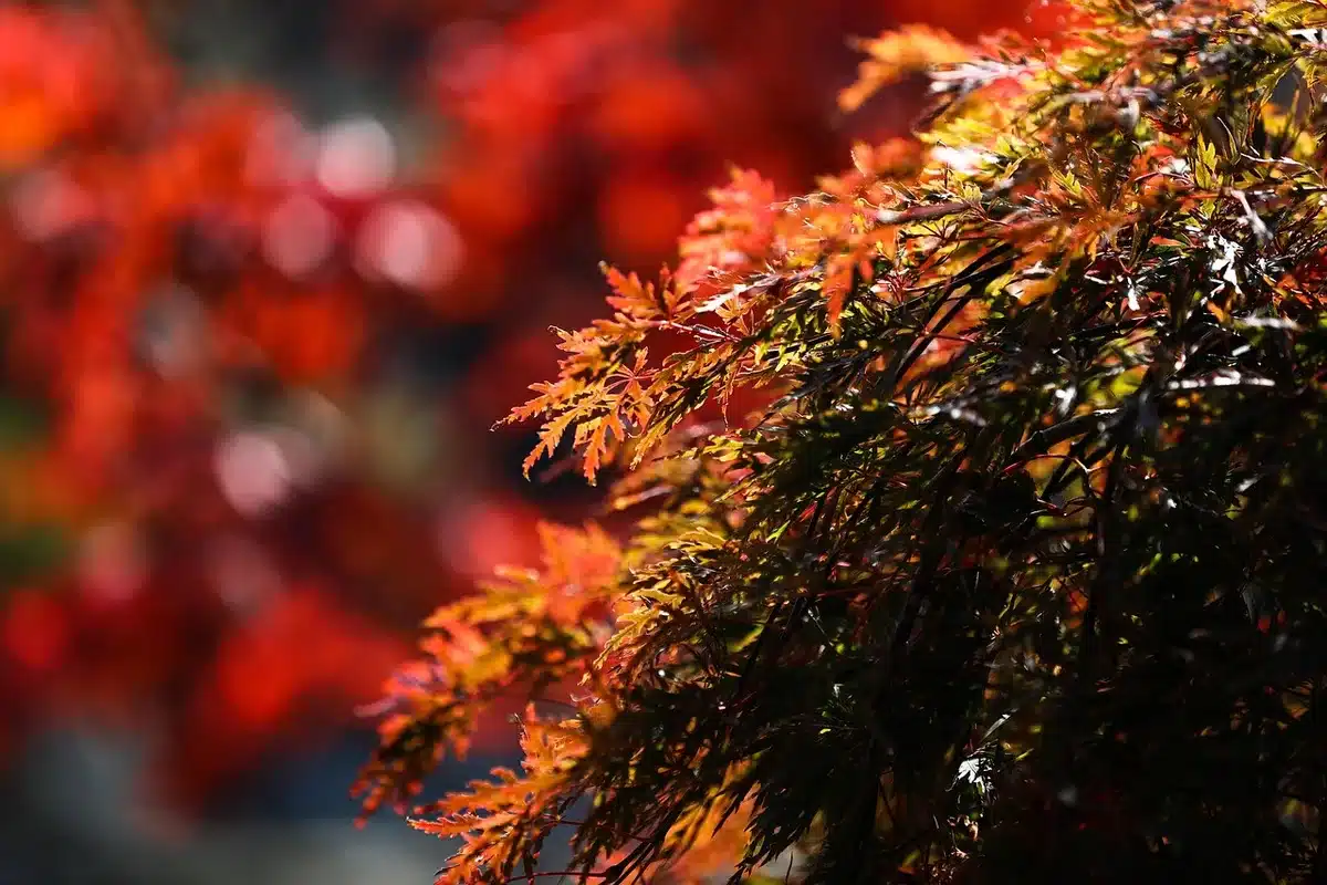 Maples and ginkgo trees in autumn near a Japanese temple