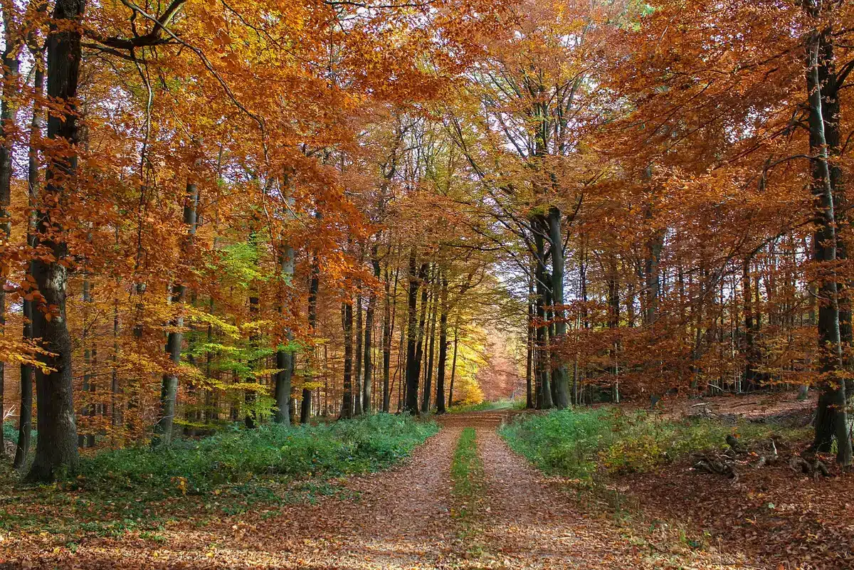 Beech-lined woodland path at Ballinastoe in daylight