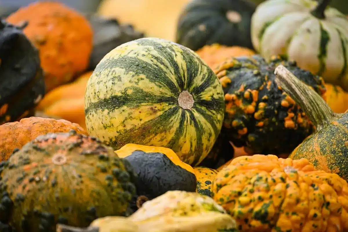 Children choosing pumpkins at an outdoor fall festival in daylight